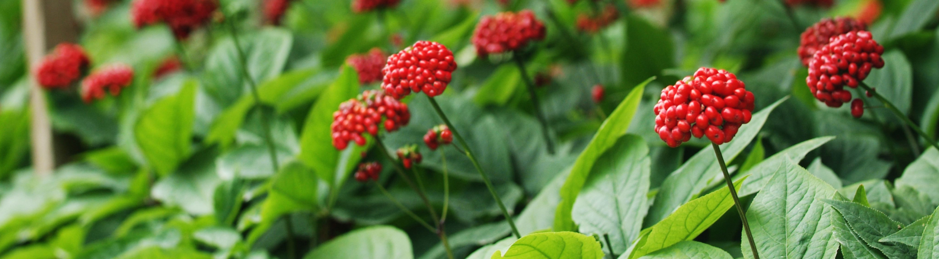 吃人蔘會不會上火？