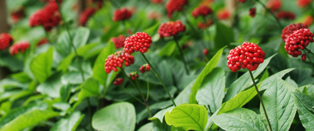 吃人蔘會不會上火？